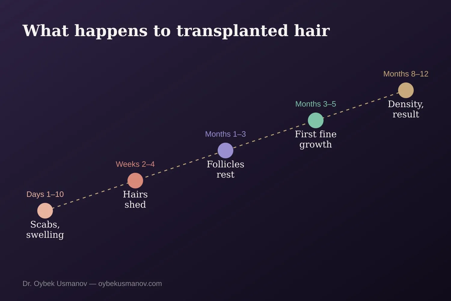 Recovery stages of transplanted hair